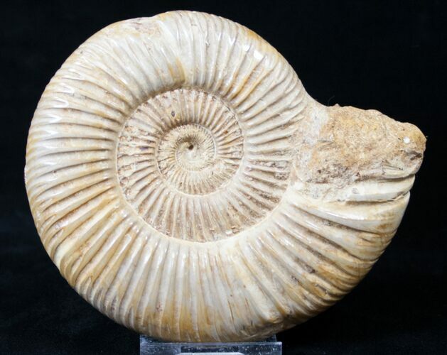 Perisphinctes Ammonite - Jurassic #16533